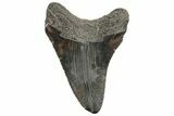 Fossil Megalodon Tooth - South Carolina #168328-1